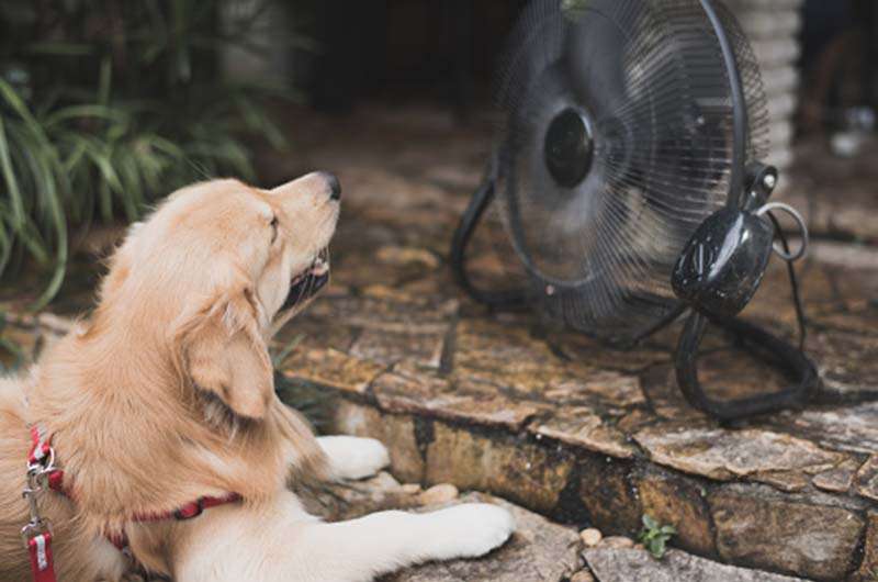 Golpes de calor en animales: cuáles son las medidas de prevención para evitarlos