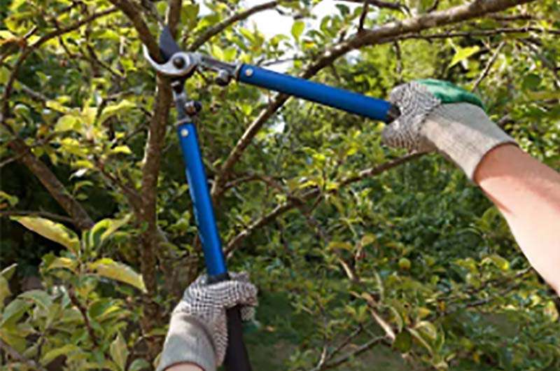 Comunicado: poda fuera de término